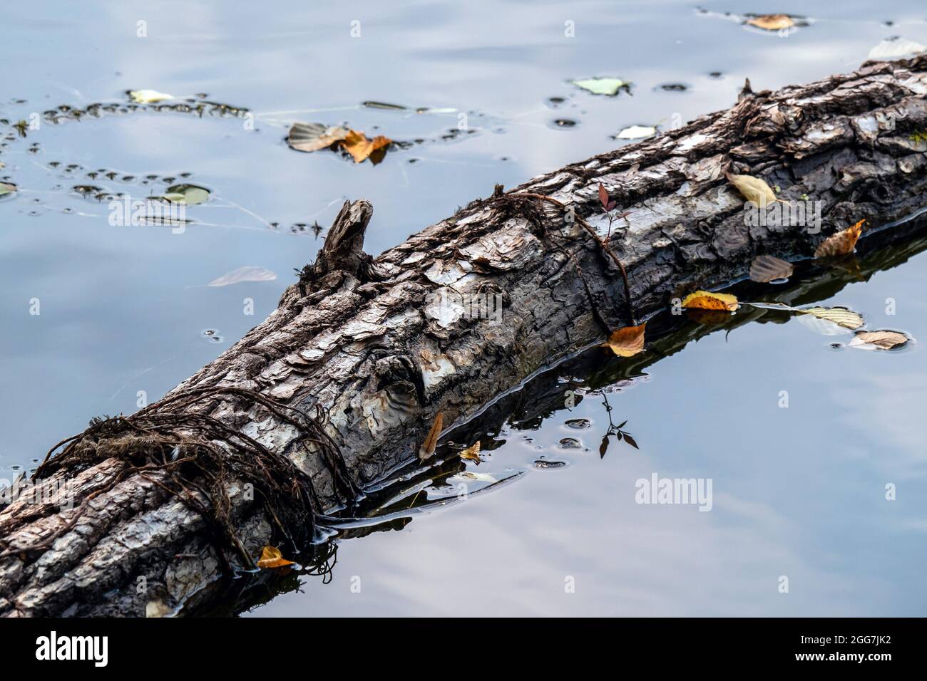 Landscape with a fallen tree in the water closeup Stock Photo - Alamy