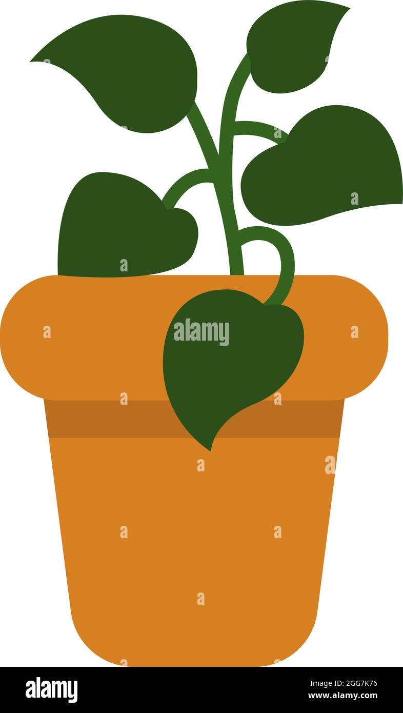 Pothos plant in a pot, icon illustration, vector on white background ...