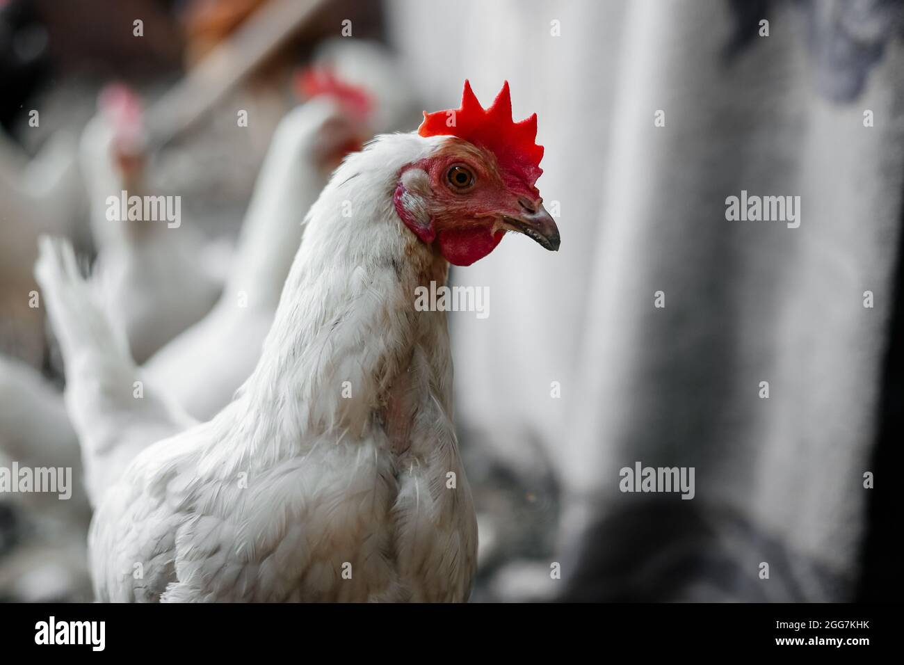 Chicken indoors in a farm. close up Stock Photo