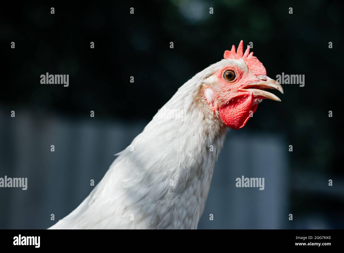 White Chicken indoors in a farm. close up view Stock Photo