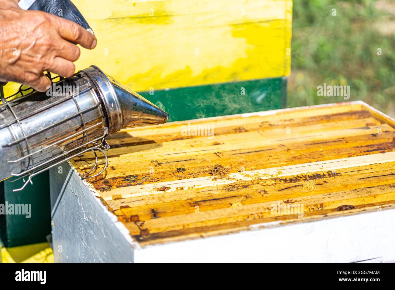 Open Beehive with frames at Beekeeping colony, Smoker is used by the beekeeper Stock Photo