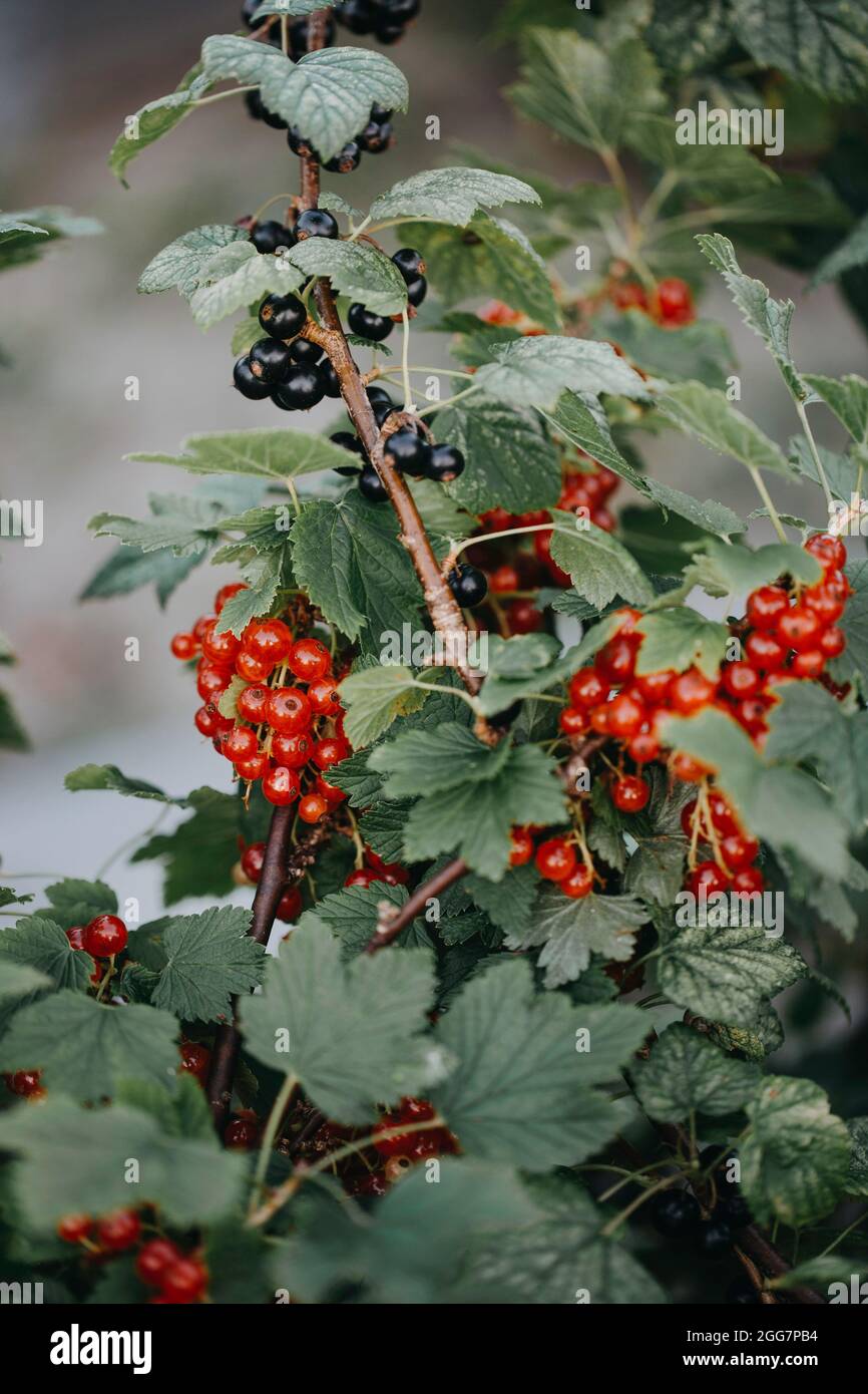 A redcurrant and a blackcurrant bush Stock Photo