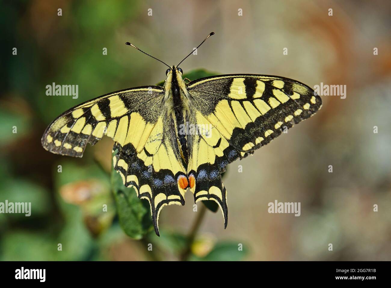 Old World Swallowtail butterfly - Papilio machaon, beautiful colored iconic butterfly from European meadows and grasslands. Stock Photo