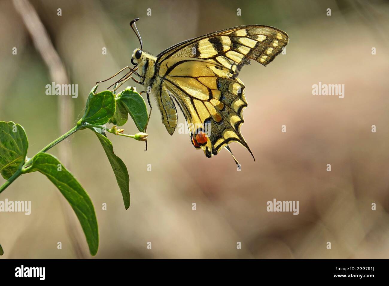 Old World Swallowtail butterfly - Papilio machaon, beautiful colored iconic butterfly from European meadows and grasslands. Stock Photo