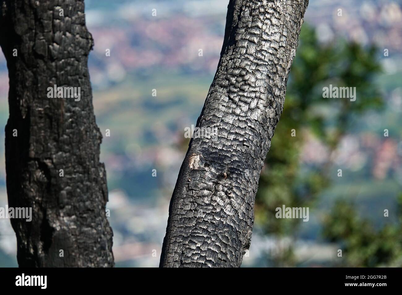 burnt tree bark background texture macro Stock Photo