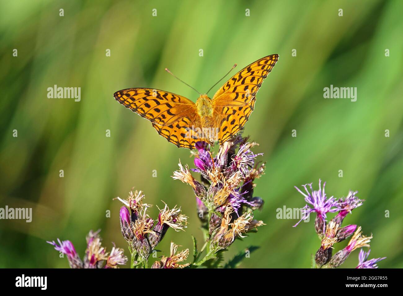 butterfly outdoor on flower (argynnis paphia) Stock Photo
