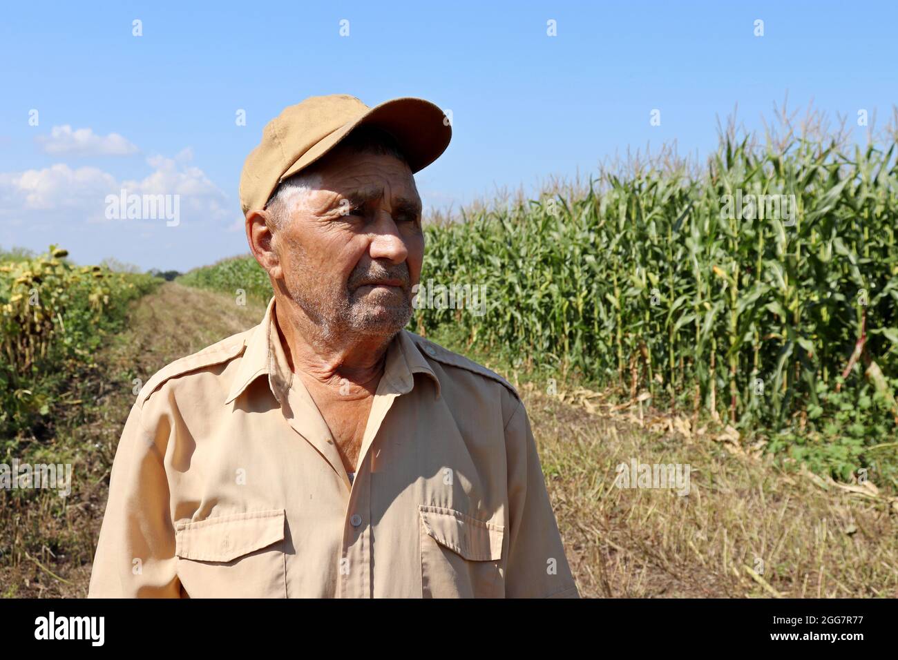 Old farmer stands on a green cornfield, elderly man in baseball cap inspects the crop. Work on farm in a sunny day, high corn stalks, good harvest Stock Photo