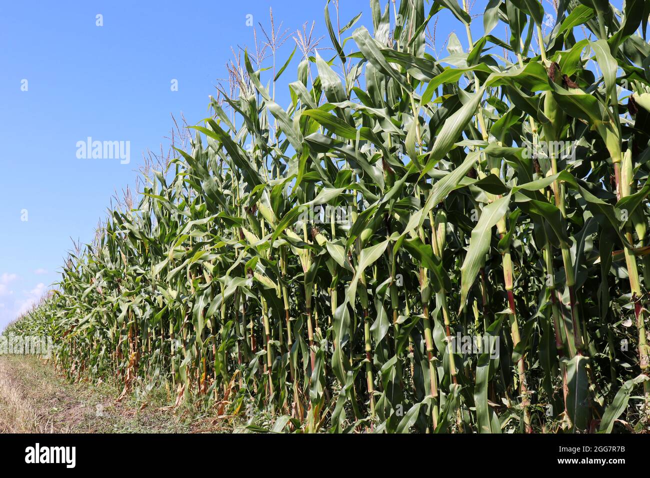 Corn field against blue sky. Agricultural industry, green corn stalks with cobs Stock Photo