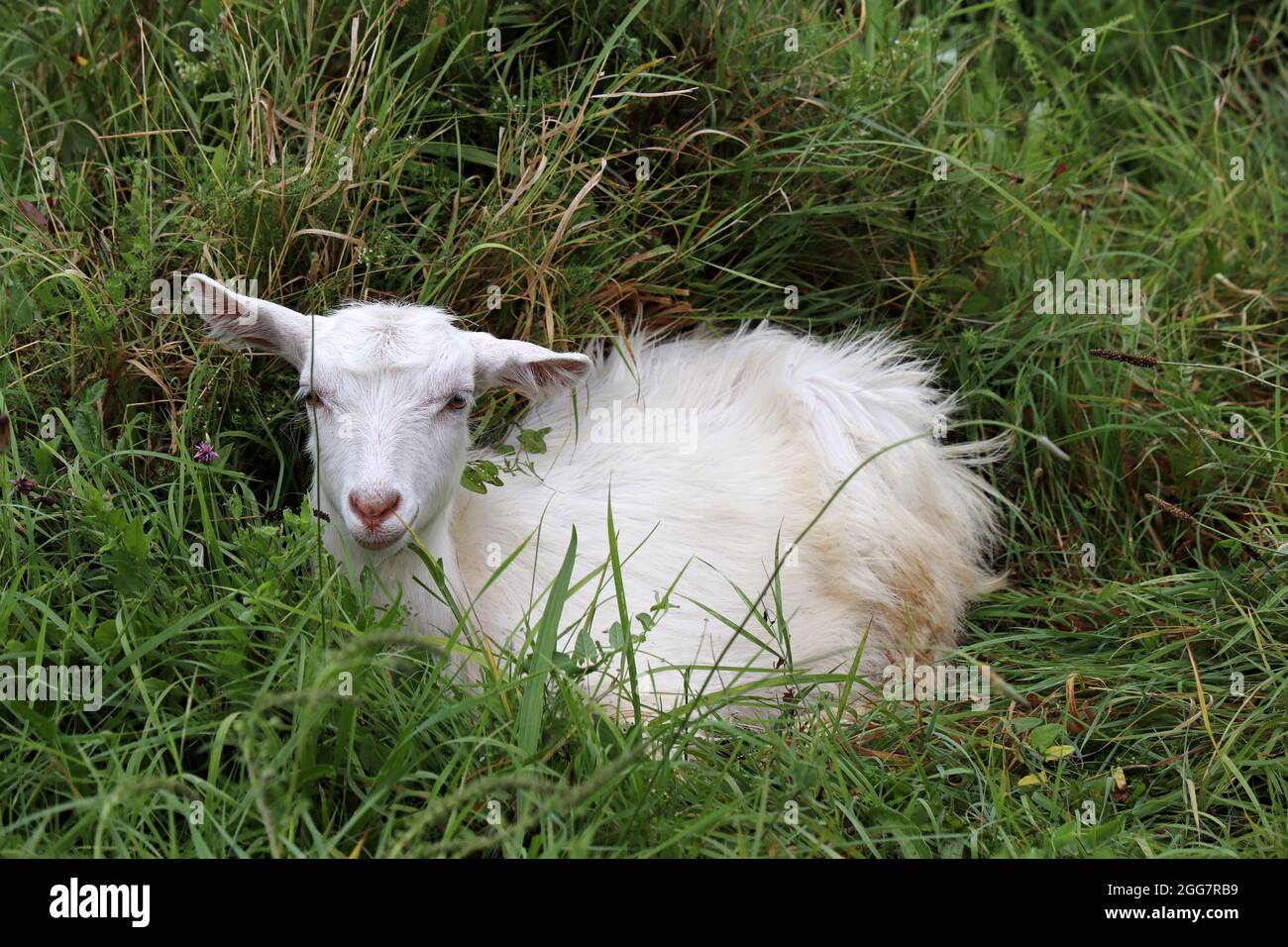 White kid goat lying in a grass. Portrait of cute goat on a meadow Stock Photo