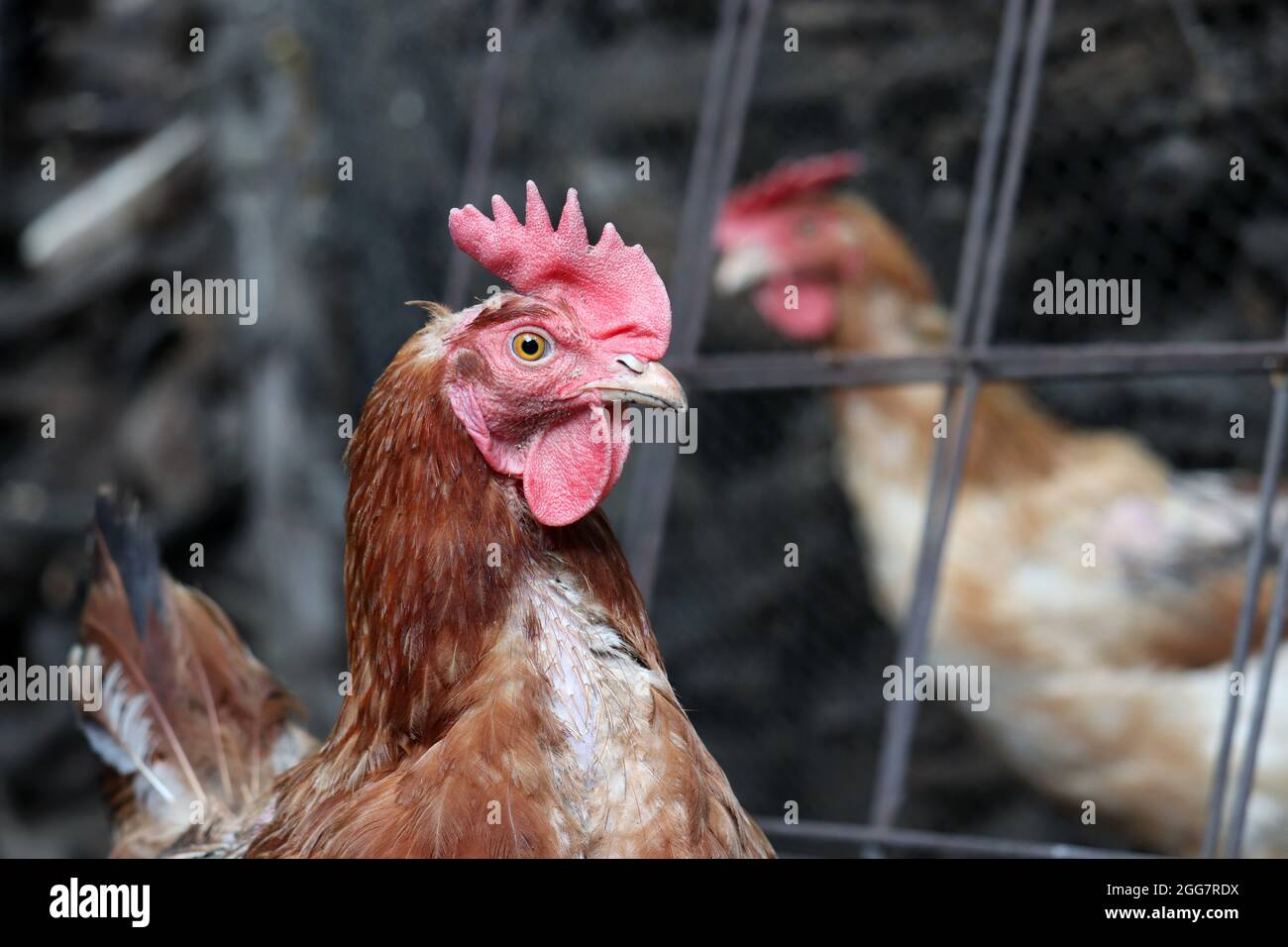 Chicken on the farm, poultry concept. Brown hen on wire mesh background Stock Photo