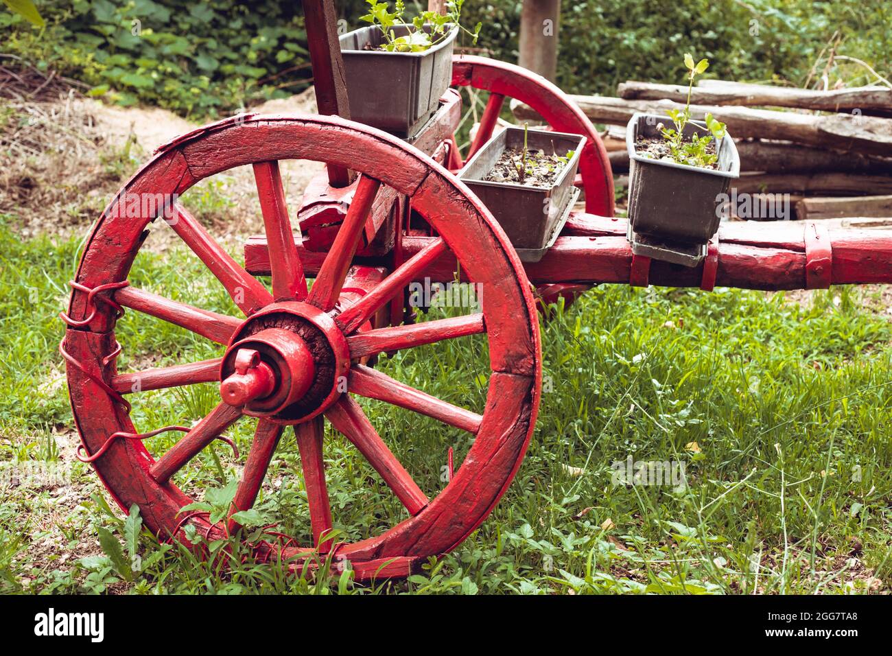 Red vintage, cattle, wooden wagon in 