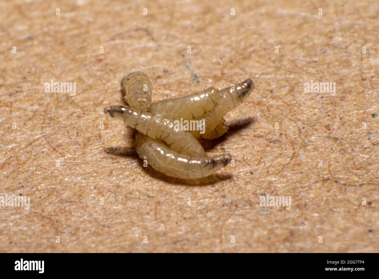Investigacao criminal hi-res stock photography and images - Alamy
