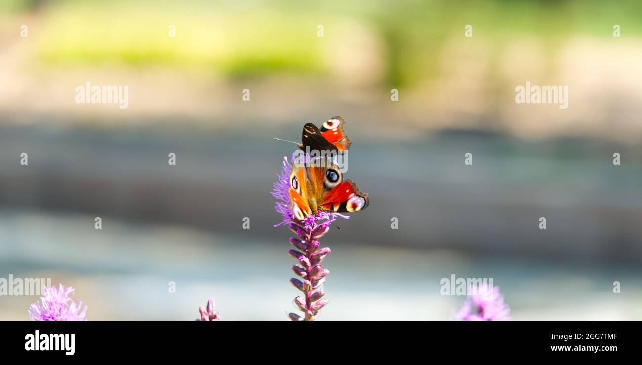 Red admiral butterfly Vanessa atalanta in summer very close up on a lavender bush or lavandula. Stock Photo