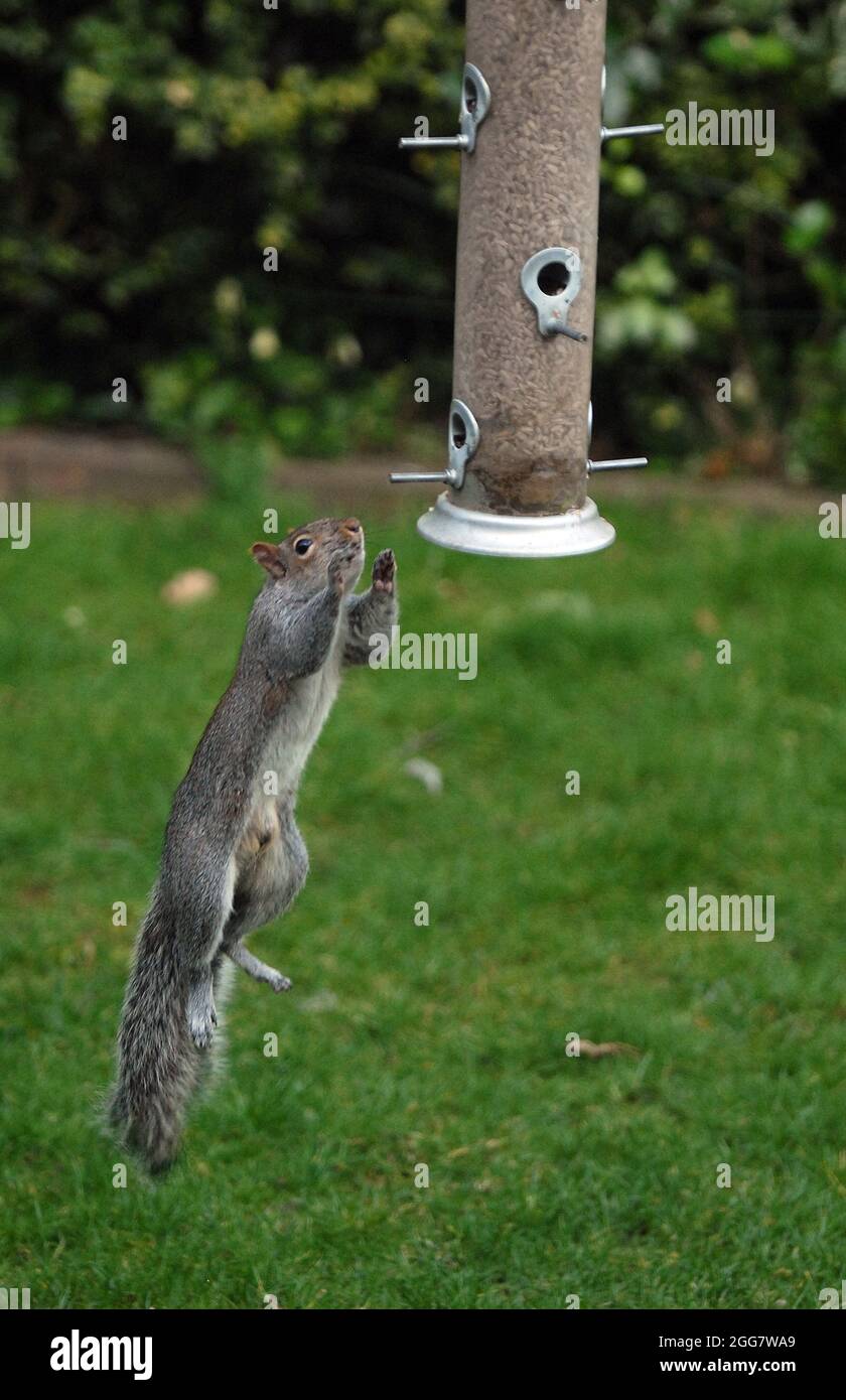 THIS HIGH JUMPING SQUIRREL WILL DO ANYTHING TO GET AT THE BIRD FEEDER IN A GARDEN AT PORTCHESTER, HANTS PIC MIKE WALKER 2009 Stock Photo