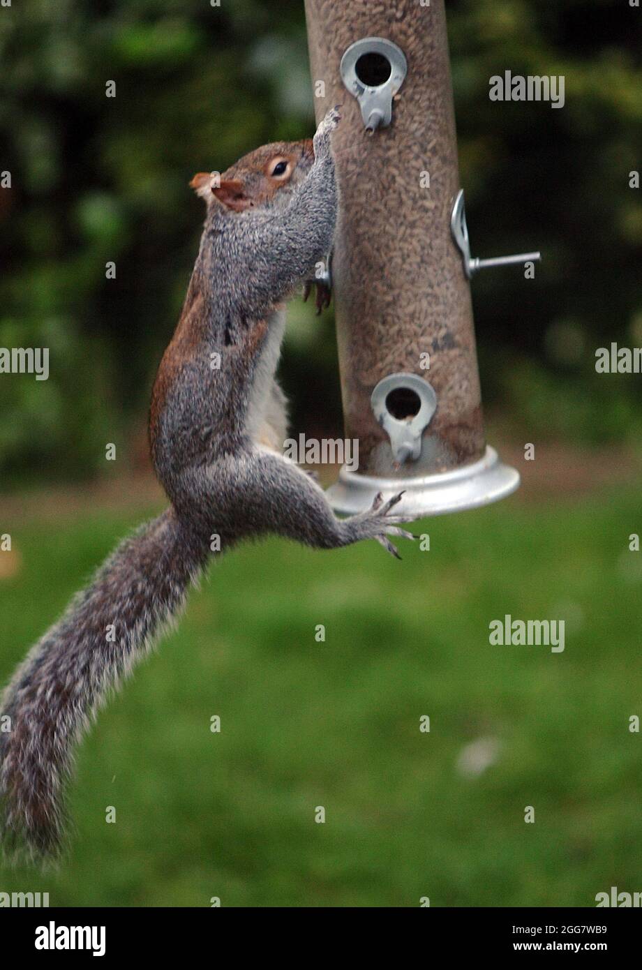 THIS HIGH JUMPING SQUIRREL WILL DO ANYTHING TO GET AT THE BIRD FEEDER IN A GARDEN AT PORTCHESTER, HANTS PIC MIKE WALKER 2009 Stock Photo