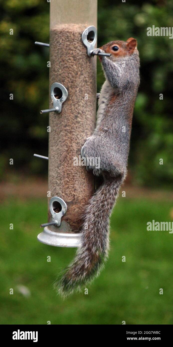 SQUIRREL ON BIRD FEEDER Stock Photo