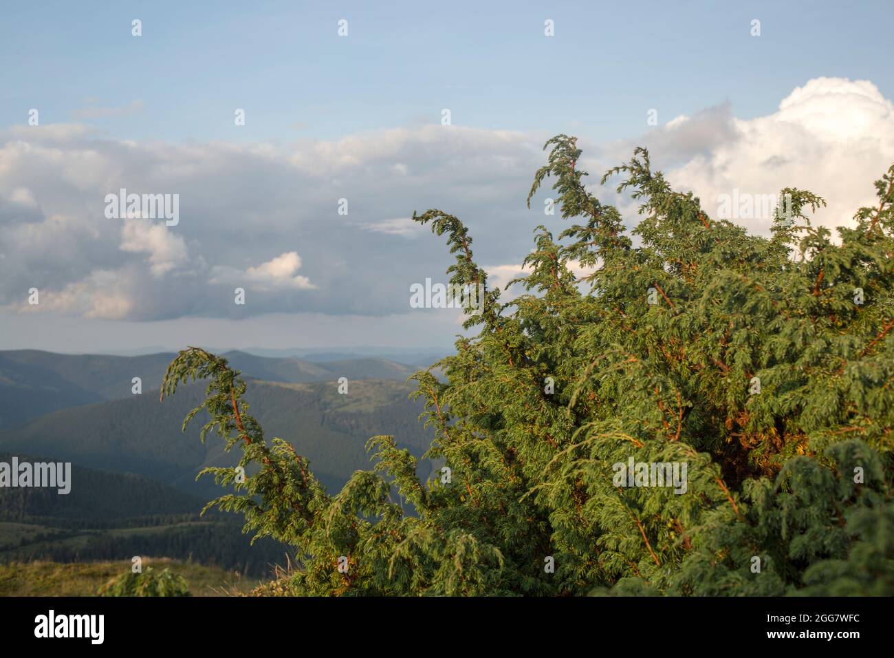 juniper tree (Juniperus procera) in the wild forest environment, commonly used in folk medicine Stock Photo