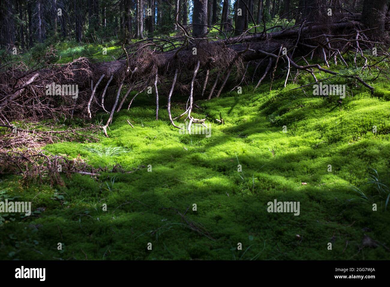 Old fallen tree in a wild forest overgrown with moss, abandoned trail, wild Carpathians mountains environment Stock Photo