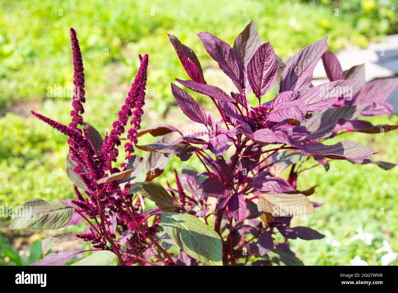 Summer flower garden in the garden. Vegetable amaranth blooms. Growing and caring for plants. Stock Photo