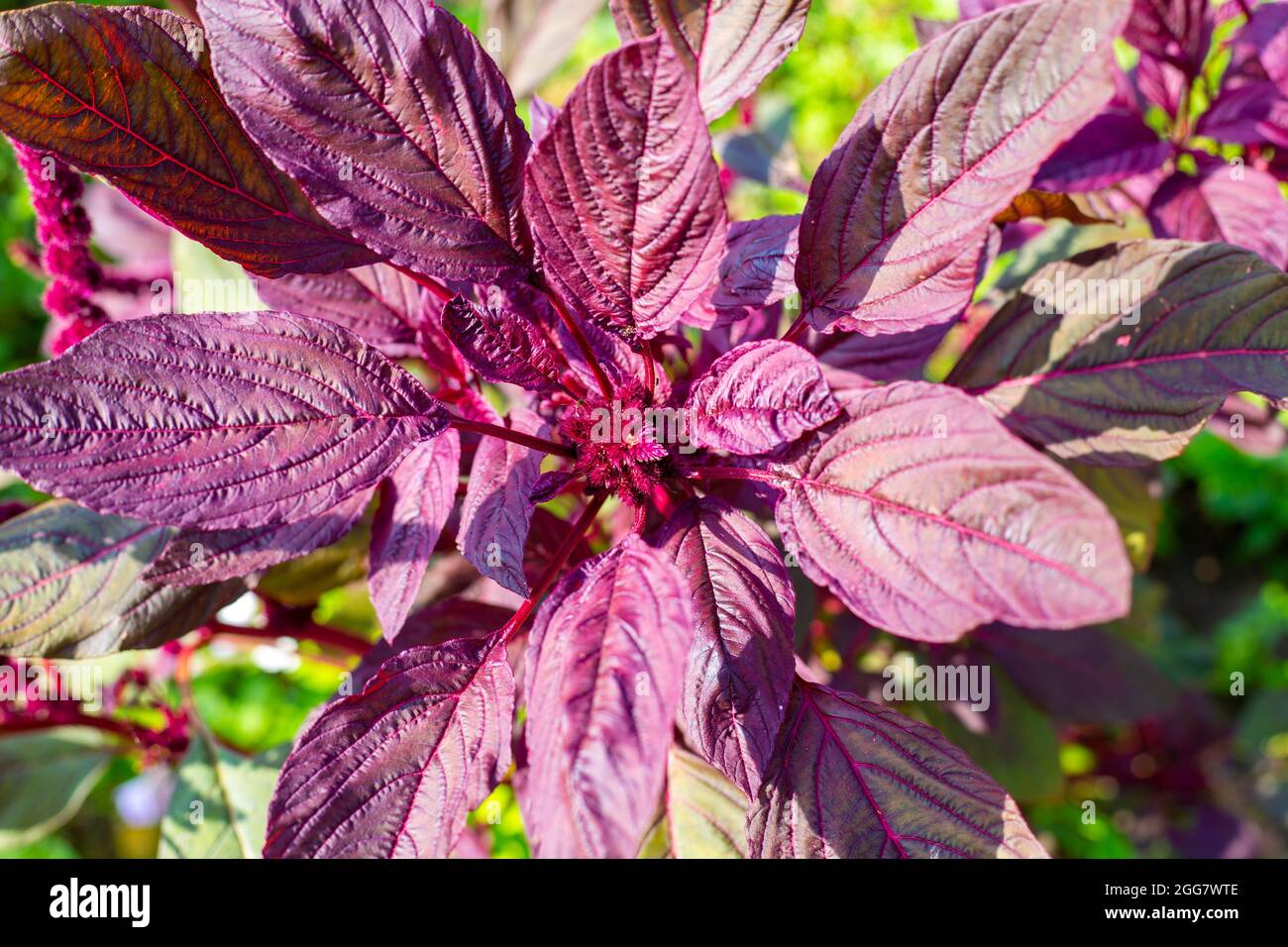 Blooming purple vegetable amaranth plant. Growing and caring for flowers in the garden. Stock Photo