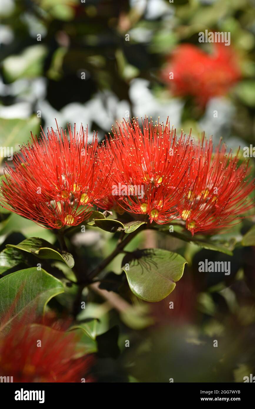 Rata blossom hi-res stock photography and images - Alamy