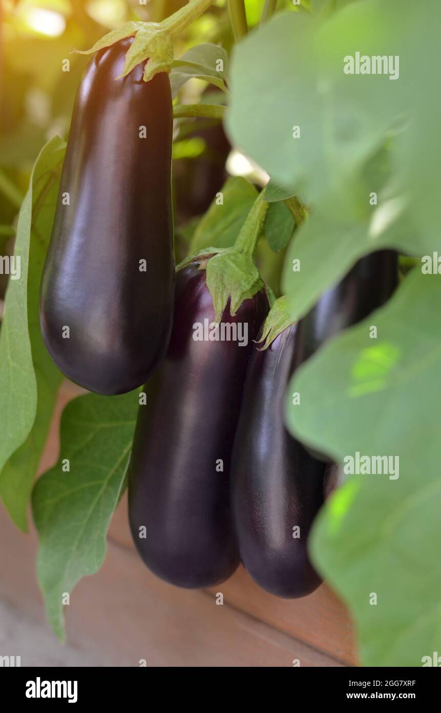 Over Ripe Eggplant High Resolution Stock Photography and Images Alamy
