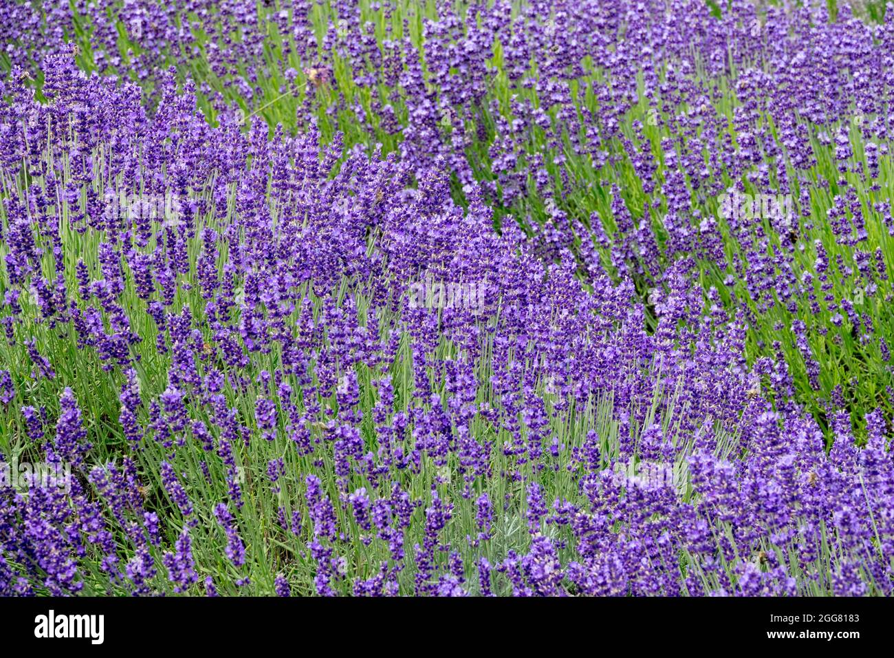 English Lavender 'Hidcote Blue' flower bed Lavandula row Stock Photo