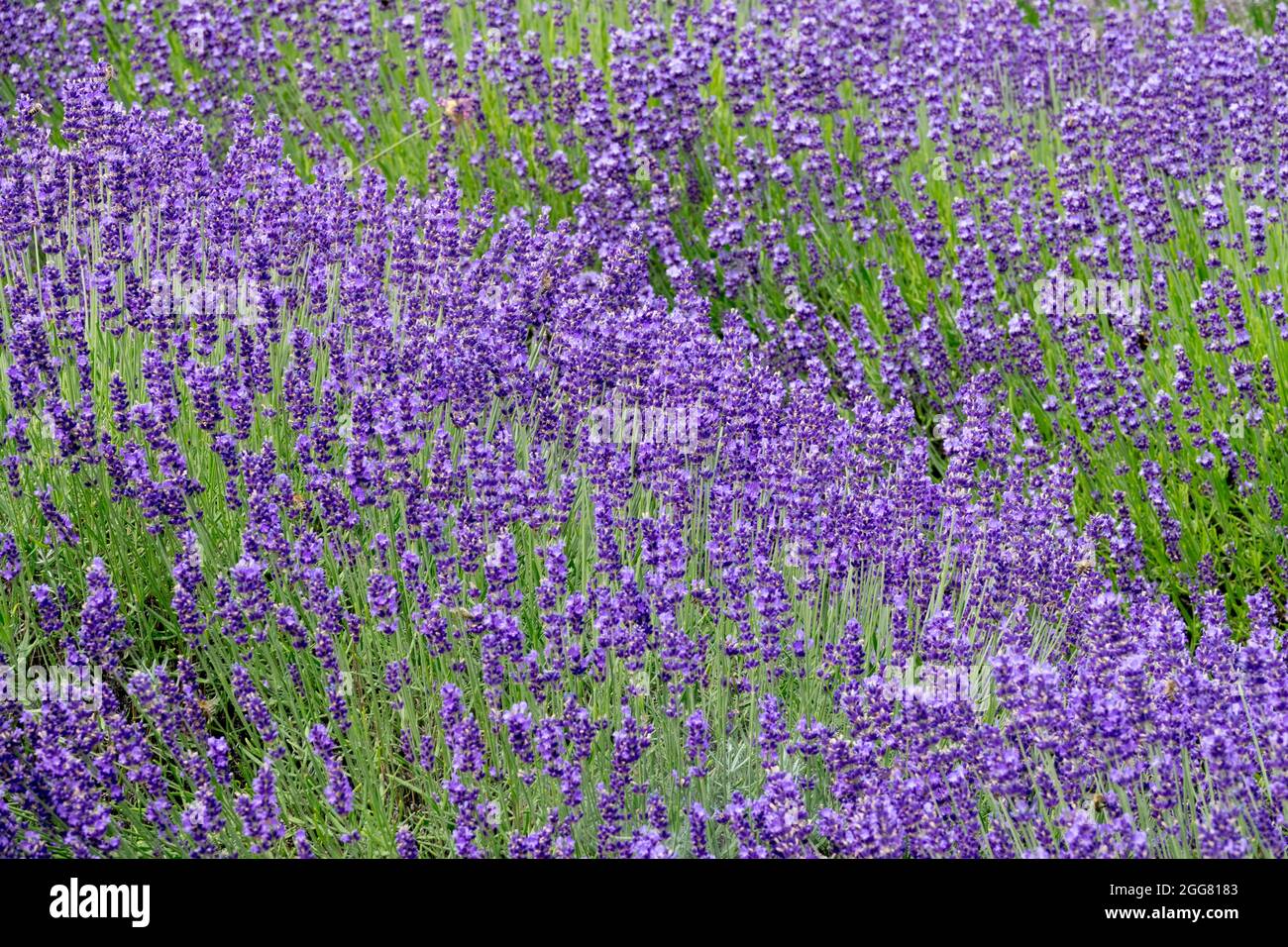 English Lavender 'Hidcote Blue' flower bed Lavandula row lavender background colour Stock Photo