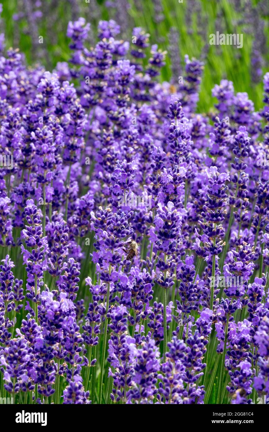 Lavender Lavandula angustifolia 'Beate' Stock Photo
