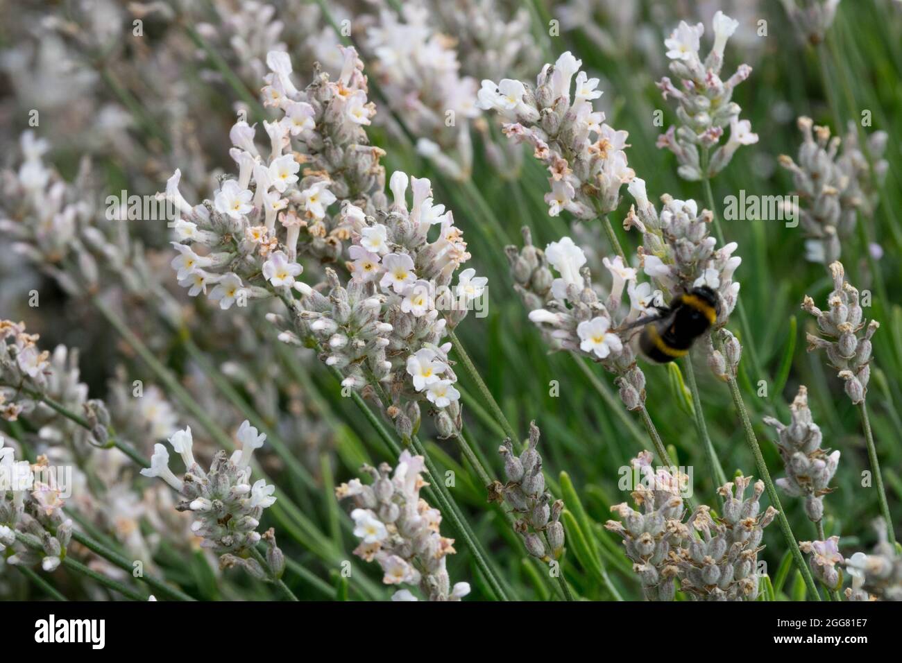 Lavender Lavandula angustifolia 'Sentivia Silver' Stock Photo