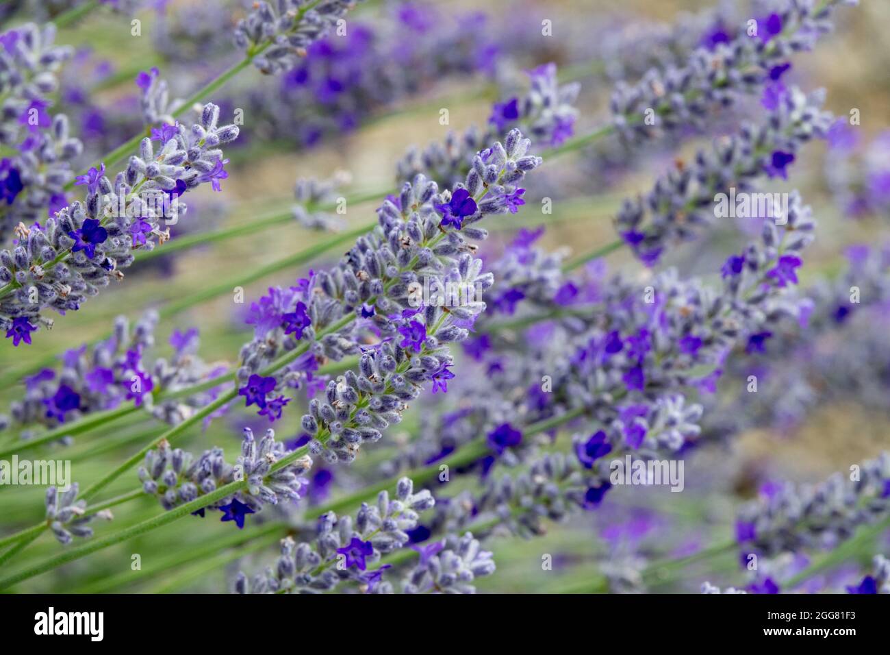 English Lavender Lavandula angustifolia 'Imperial Gem' Stock Photo