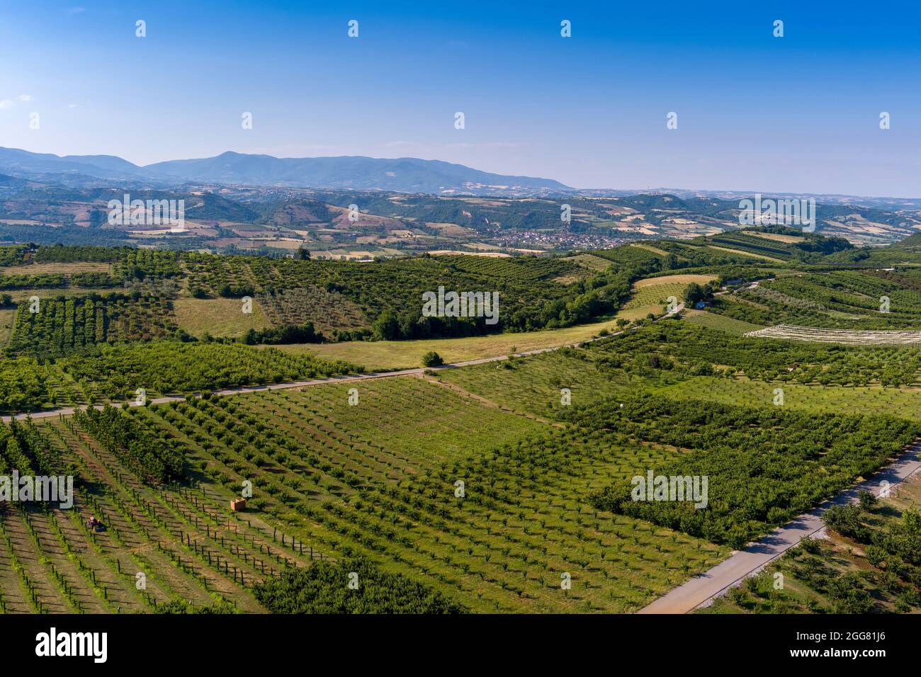 Aerial view over agricultural fields with cherry trees, Pieria in northern Greece. Aerial shot with drone Stock Photo
