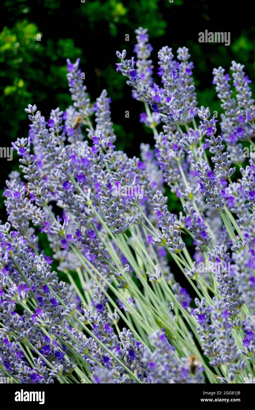English Lavender stems Lavandula angustifolia 'Imperial Gem Stock Photo