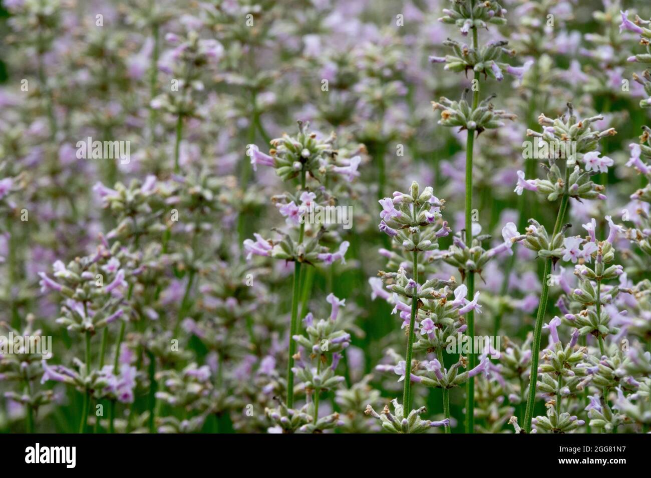 English Lavender Lavandula angustifolia 'Hidcote Pink' Stock Photo
