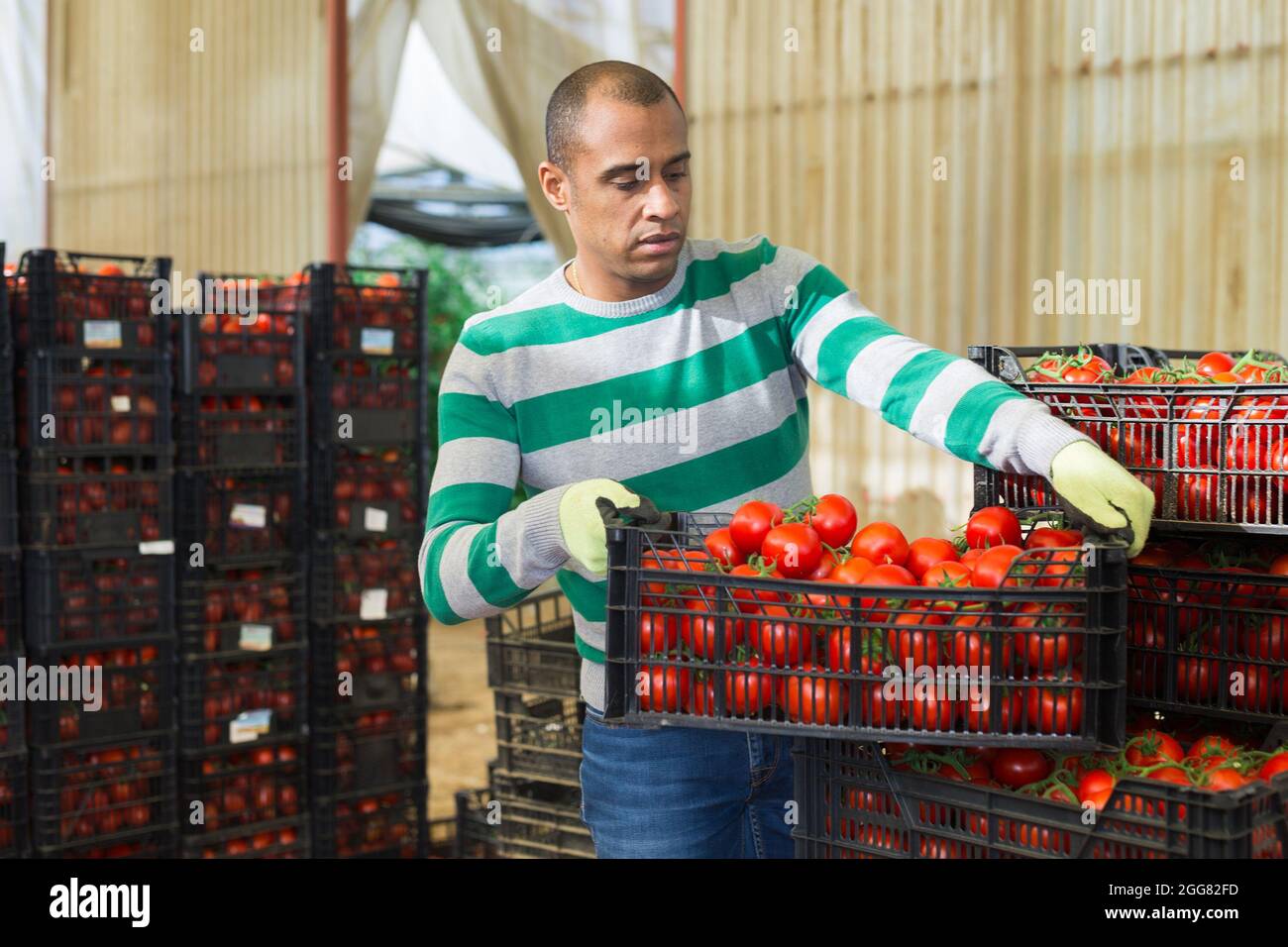 Indian farmer carries boxes with ripe tomatoes in the backyard Stock ...