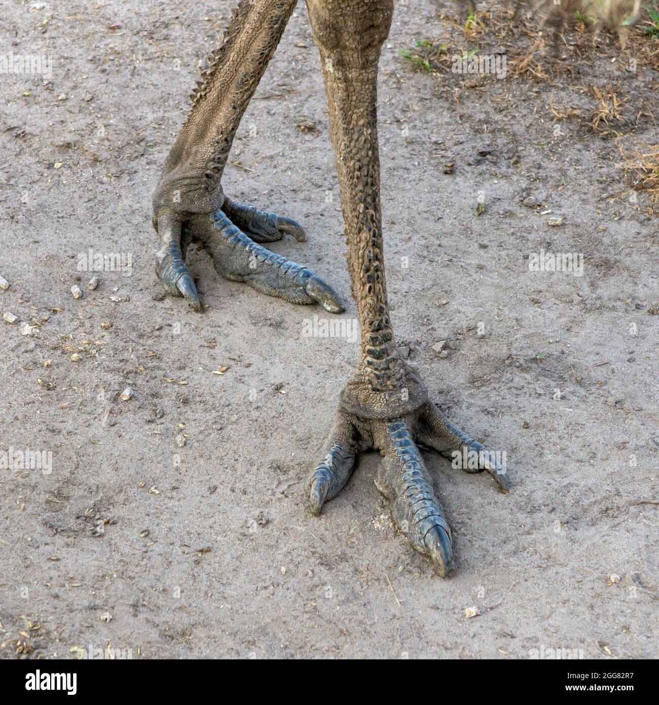 Thin and long ostrich emu paws close up Stock Photo