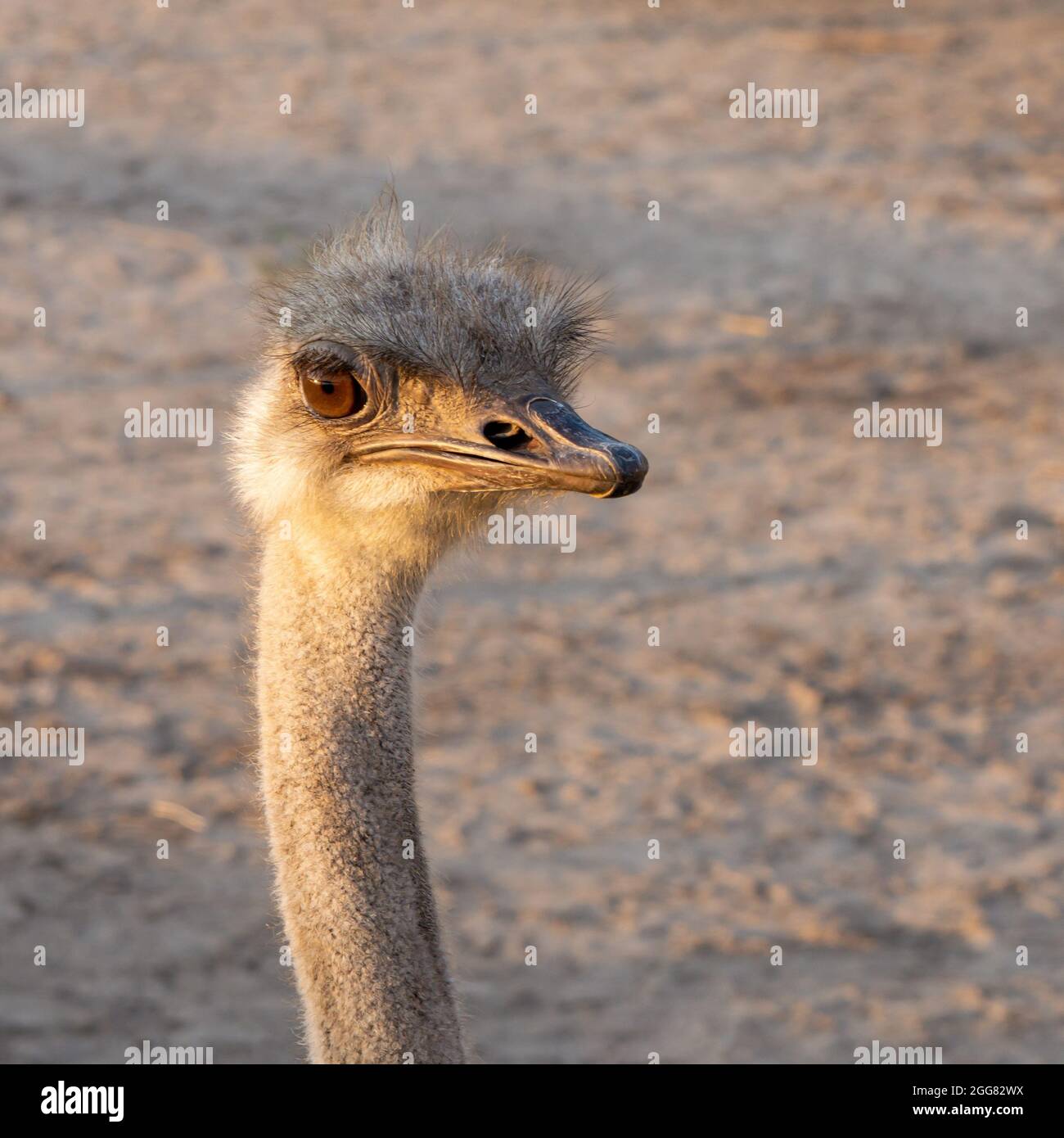 Ostrich on an ostrich farm head and neck close-up. Stock Photo