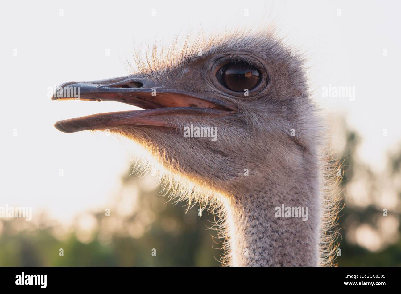 Ostrich on an ostrich farm head and neck close-up. Stock Photo