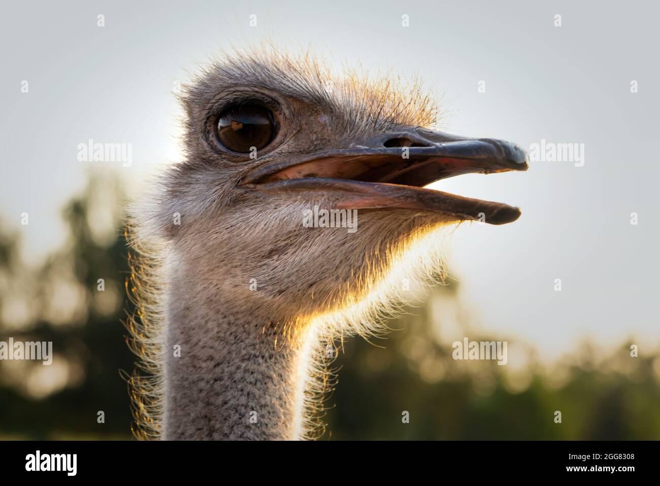 Ostrich on an ostrich farm head and neck close-up. Stock Photo