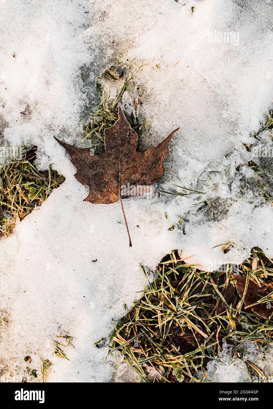 Leaf on snowy ground Stock Photo