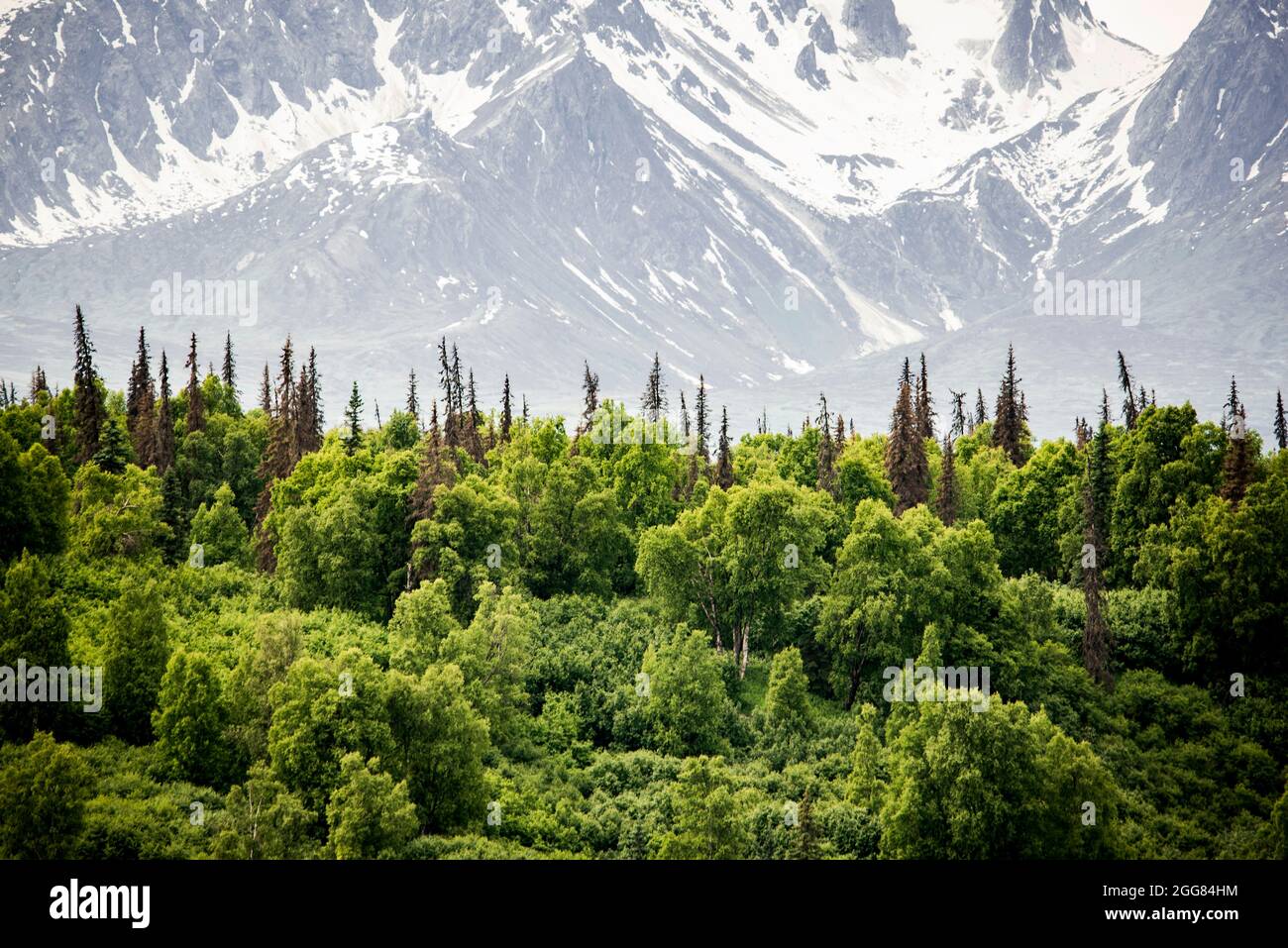 USA, Alaska, Forest and snowy mountains Stock Photo