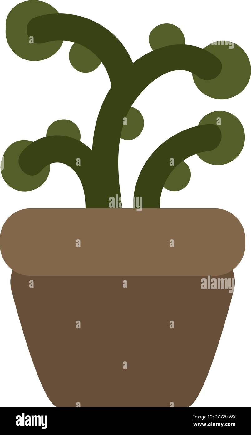 Sweet woodruff, illustration, on a white background Stock Vector Image