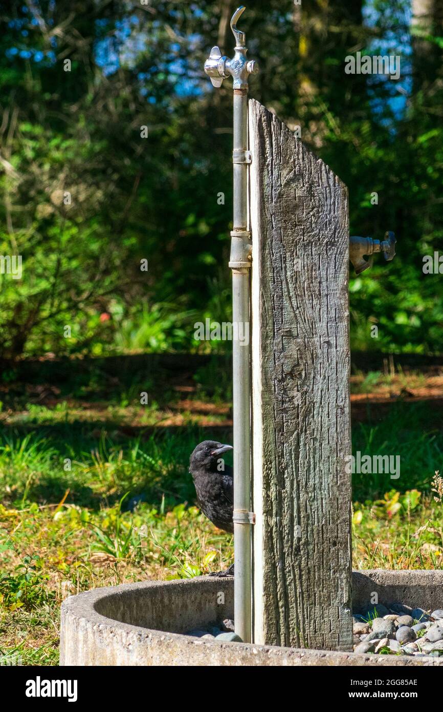 Water spigot with bird hi-res stock photography and images - Alamy
