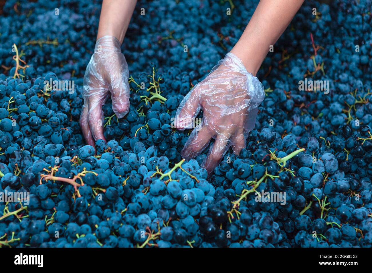 Hands of winemaker . Crop of grape for wine making Stock Photo