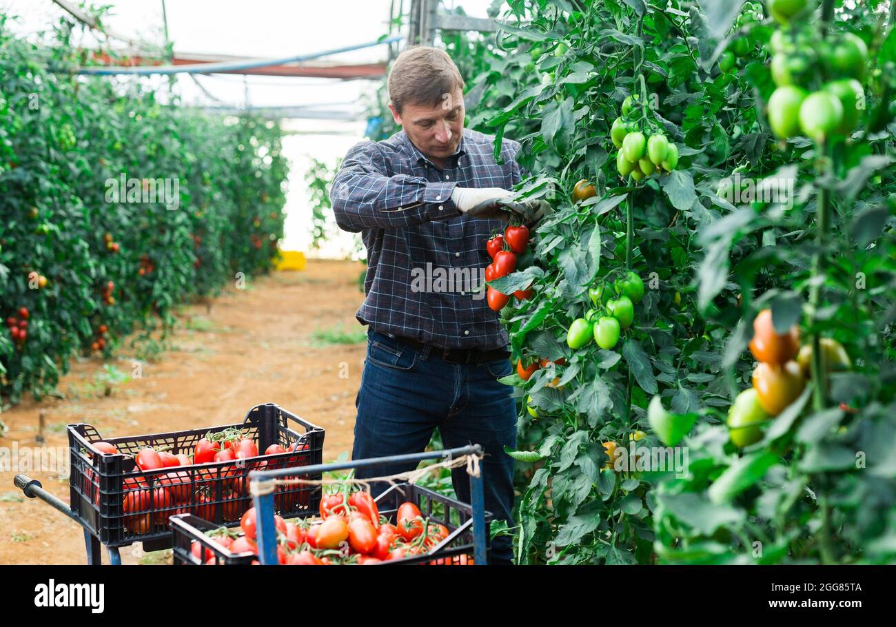 Male farmer harvesting ripe tomatoes in greenhouse Stock Photo - Alamy