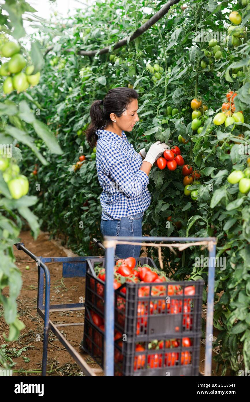 Colombian woman farmer harvesting red tomatoes in greenhouse Stock ...