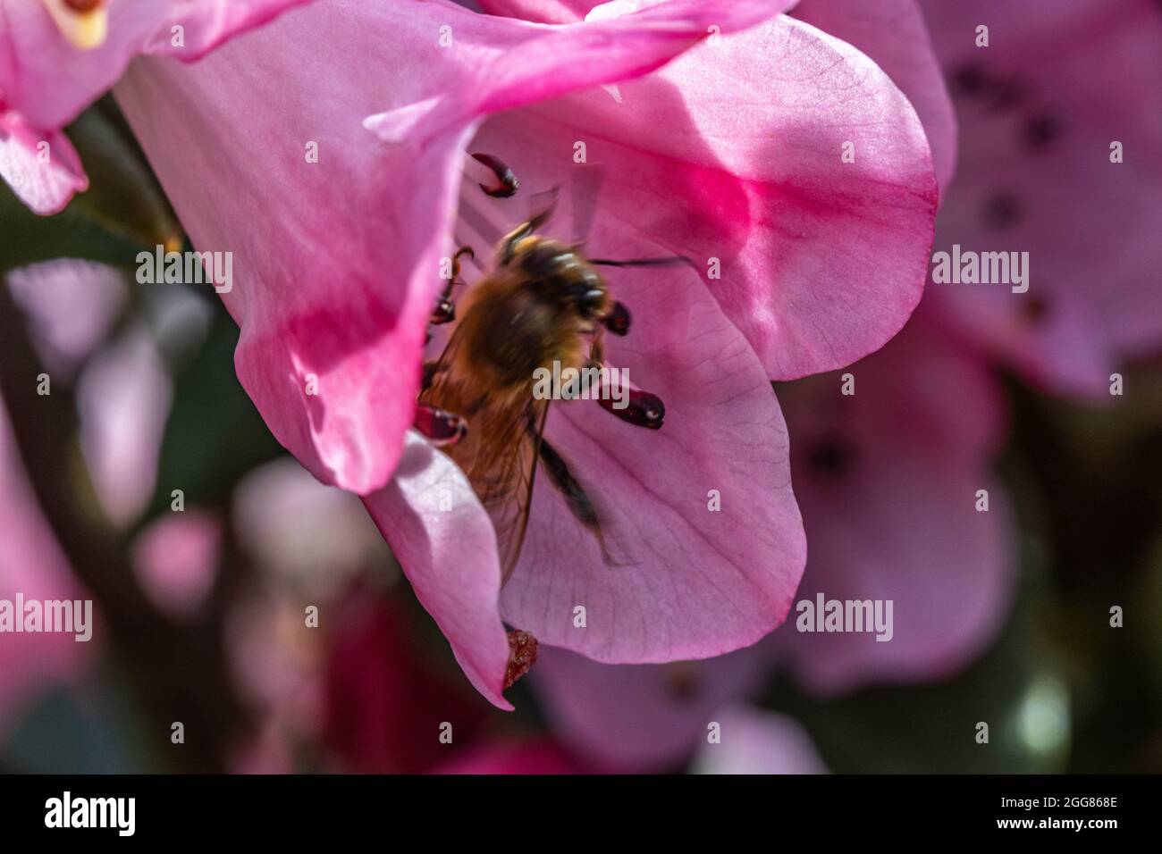 Macro of Rhododendron flower with bee moving through flower Stock Photo