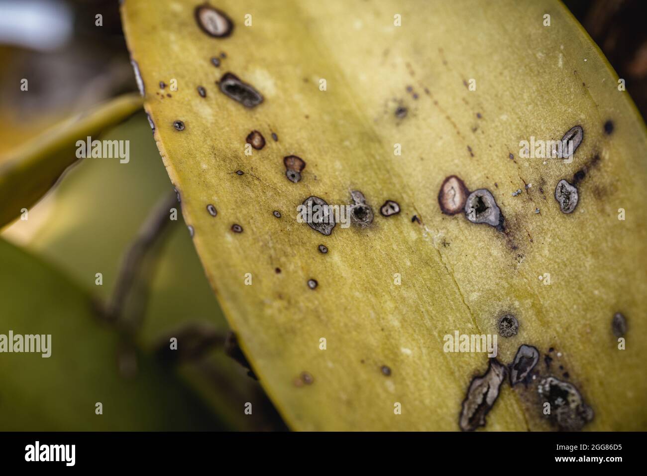 orchid leaves with black and yellow spot disease, fungi on green leaves