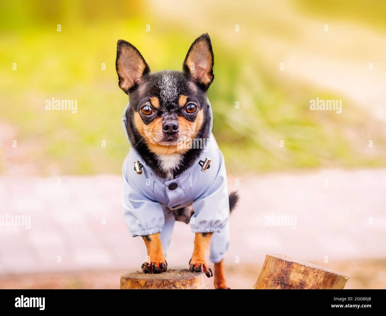 Black and tan clothes 2025