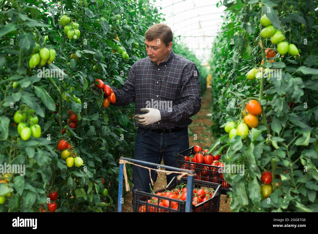 Male farmer harvesting red tomatoes in greenhouse Stock Photo - Alamy
